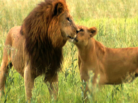 male-female-bci_480x360.jpg