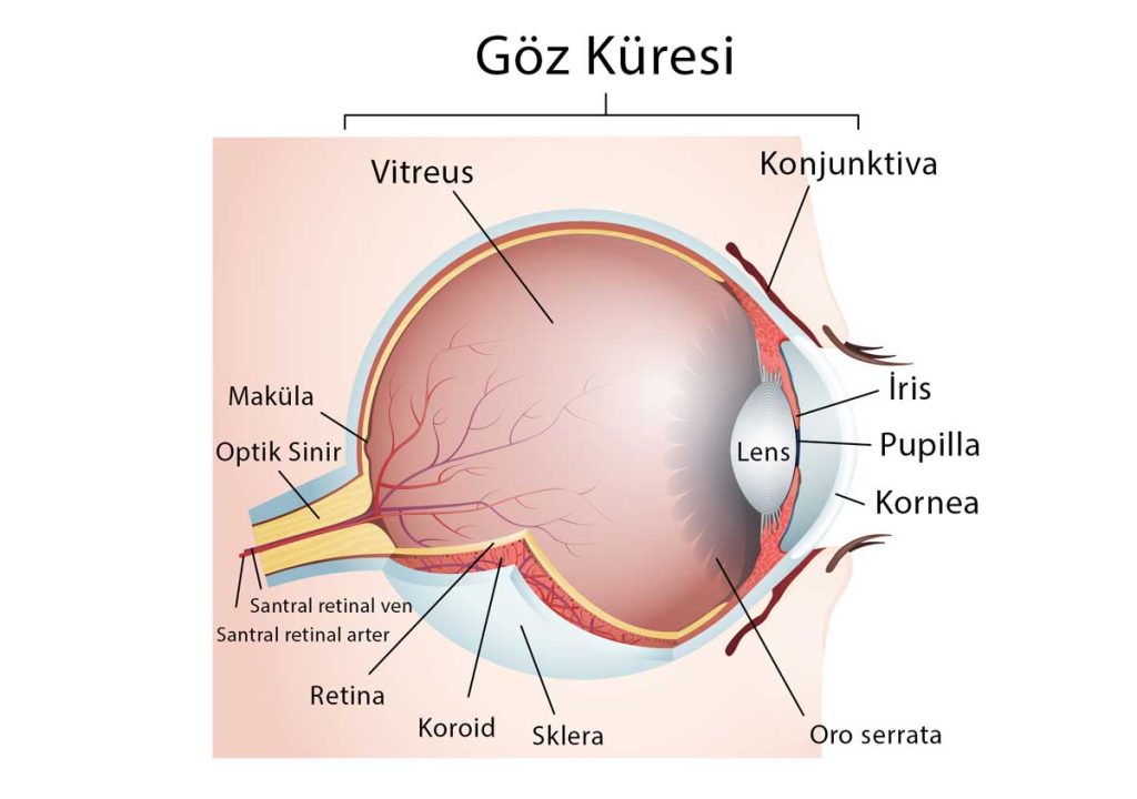 Goz-Anatomisi-Gozun-Yapisi-1024x720.jpg