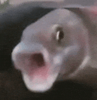 weird fish omg GIF