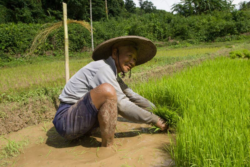 thailand-thai-farmer-men-working-rice-field-mae-hong-son-northem-july-july-province-mae-hong-son-north-close-to-70327520.jpg