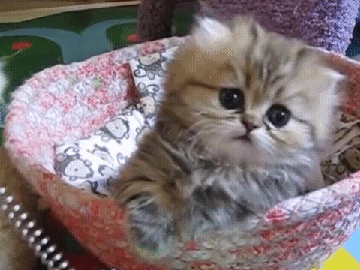 d09554971306e2ca604bbaf333d28f3d.gif