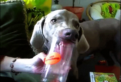 giphy.gif