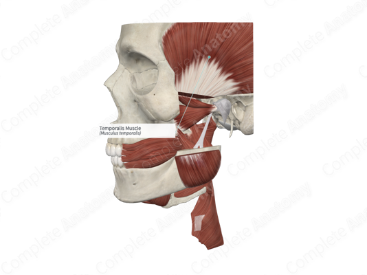 Temporalis Muscle - an overview | ScienceDirect Topics