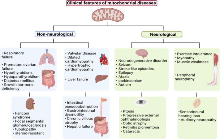 Recent advances in mitochondrial diseases: From molecular insights to  therapeutic perspectives - ScienceDirect