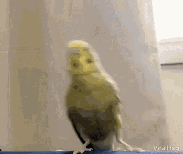bird-cute.gif