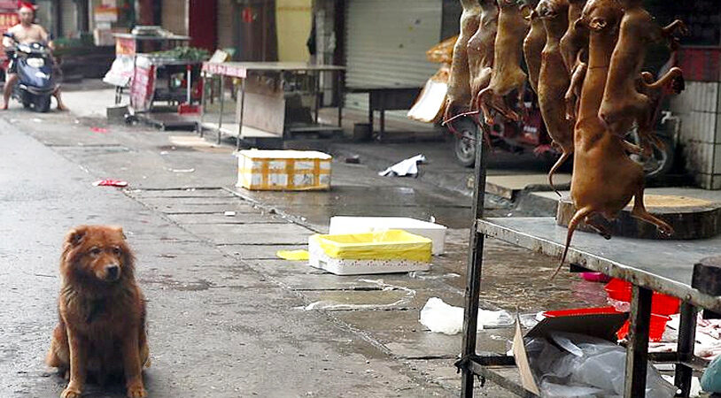 yulin-dogs-2-814x450.jpg