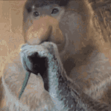 monkey-morbius.gif