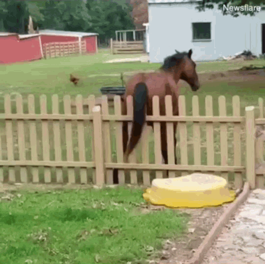 a horse is standing behind a wooden fence in a yard ..