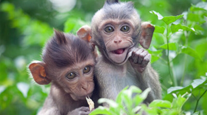 Macacos-800x445.jpg