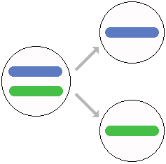 Paired chromosomes separate