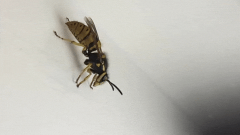 giphy.gif