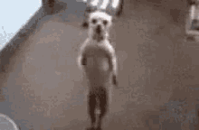 content-pas.gif
