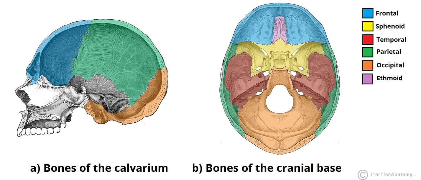 Bones-of-the-Cranium-The-Calvarium-and-Cranial-Base..jpg