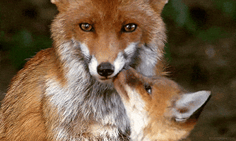 red fox GIF