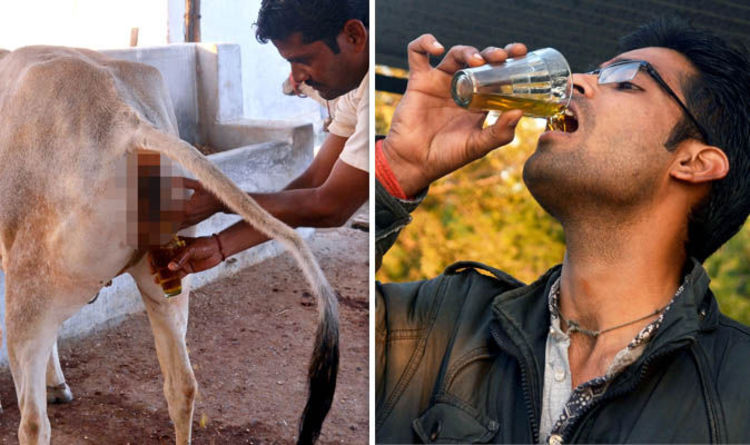 Drinking cow urine fights diseases according to these Indian men ...
