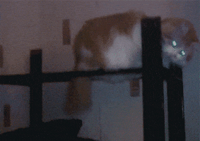 Like A Boss Win GIF