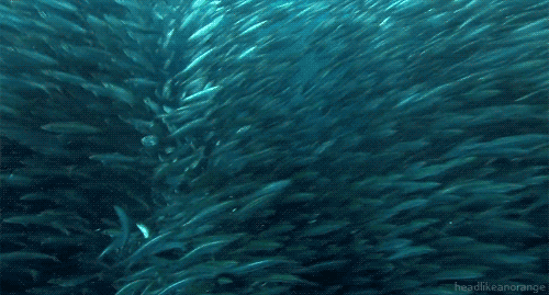 16517397f490ec2aac6477be0a6af003.gif
