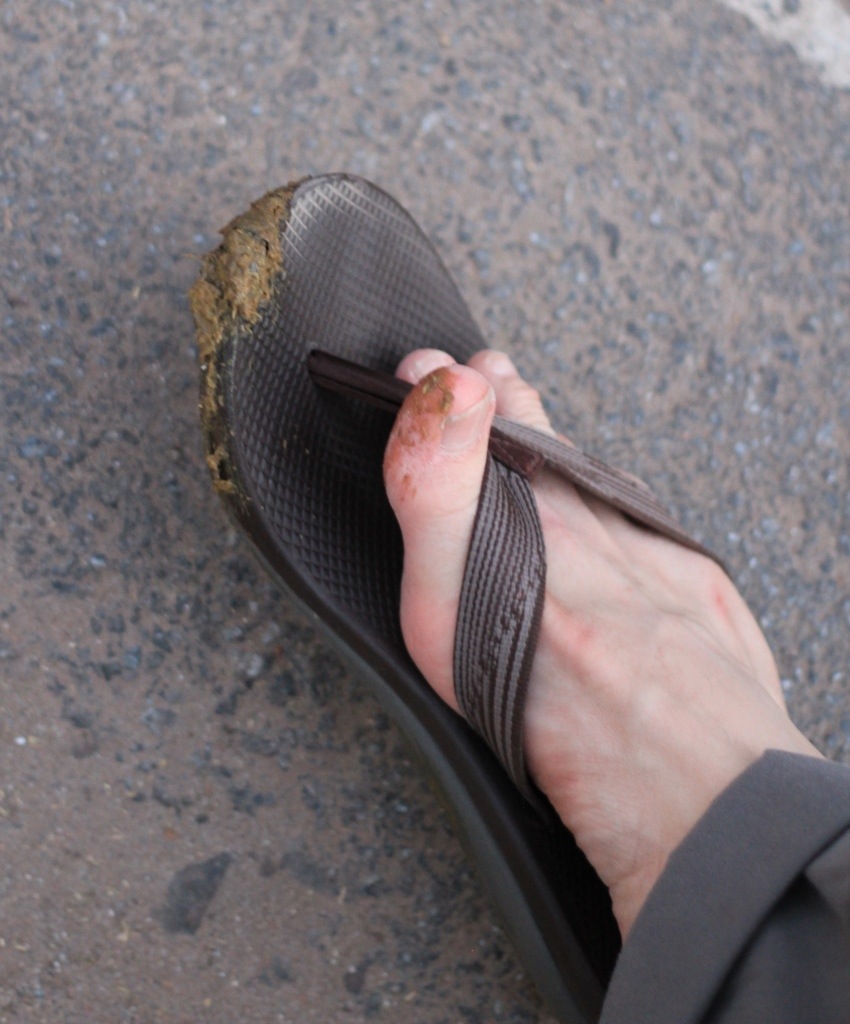 Evidently, I Am An Expert on Poop in India | Planet Bell