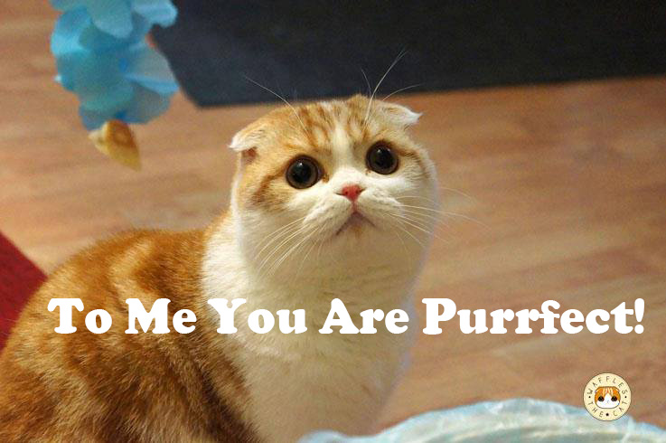 purrfect_original.jpg