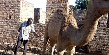 Image result for camel urinating  in bottle