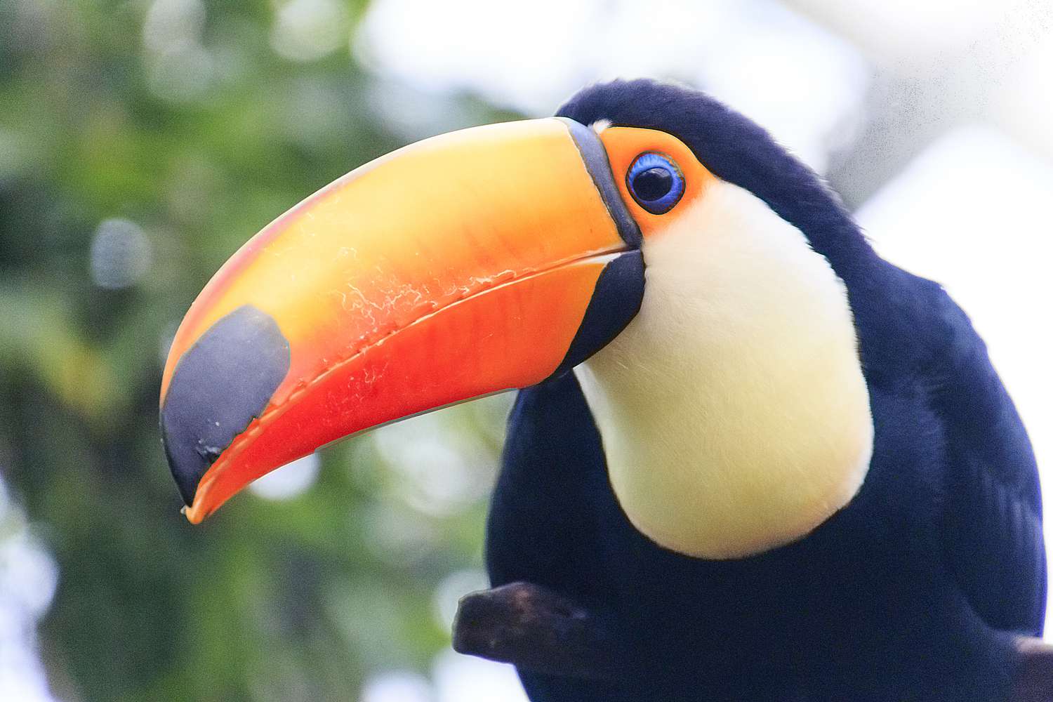 toucan-1197728311-bde9878a97944214ba0820a84127ab0e.jpg