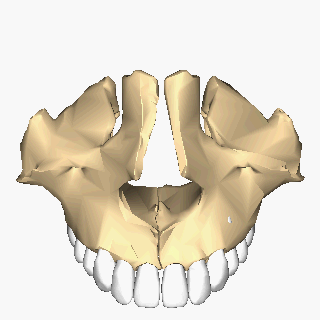 Maxilla_close-up_superior_animation.gif