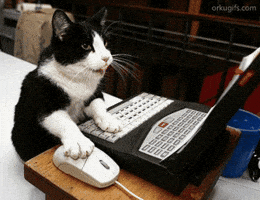 Cat Working GIF