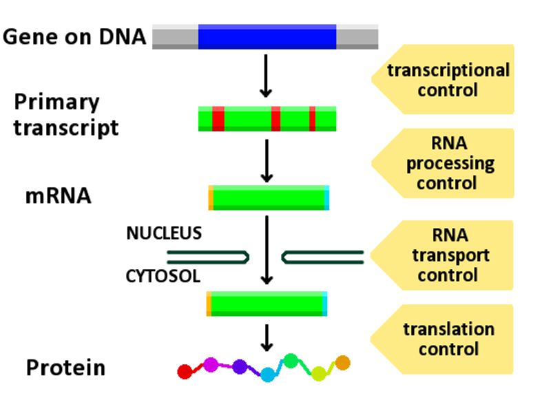 Gene expression control