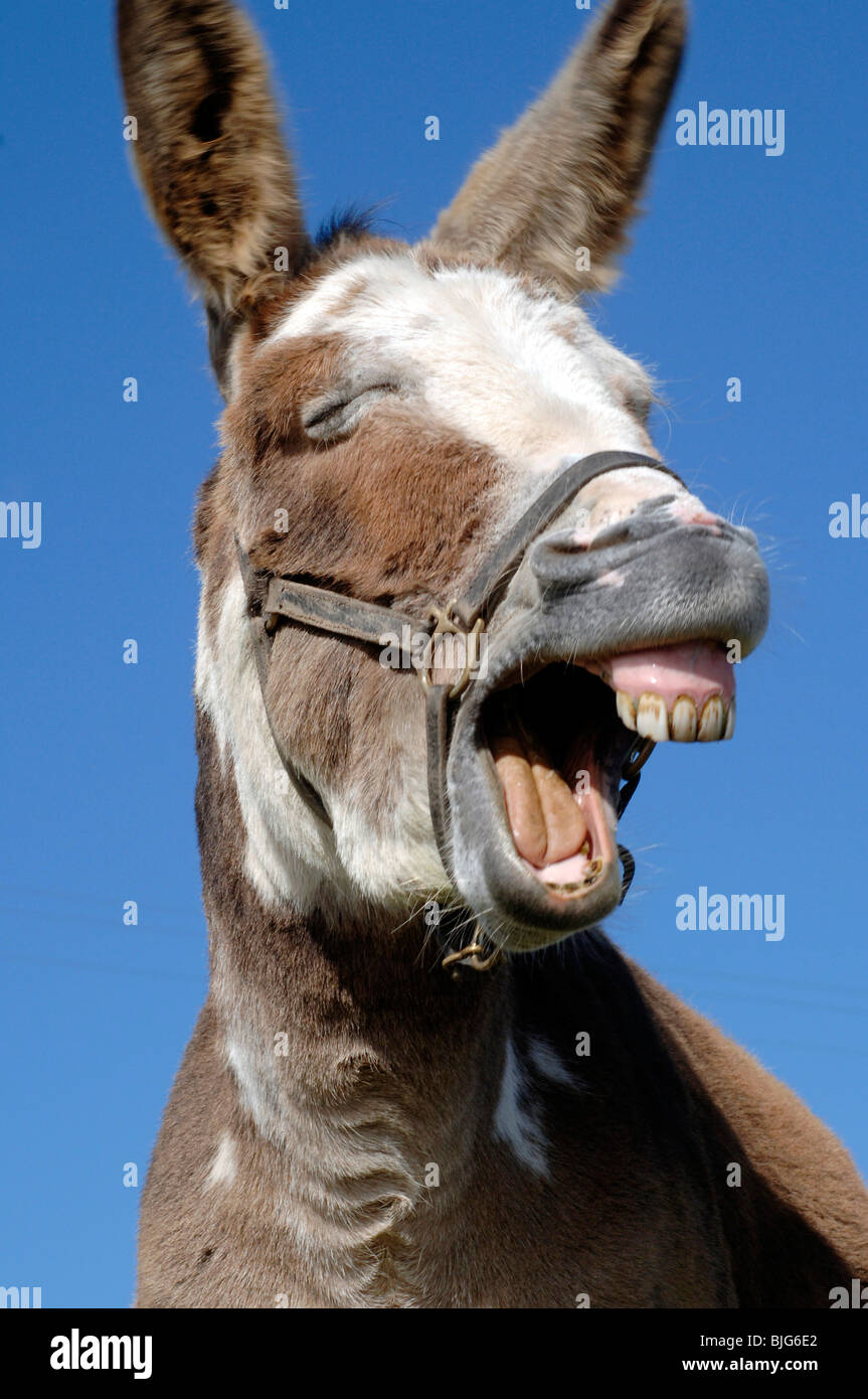 laughing-brown-and-white-donkey-in-ireland-against-a-blue-sky-BJG6E2.jpg