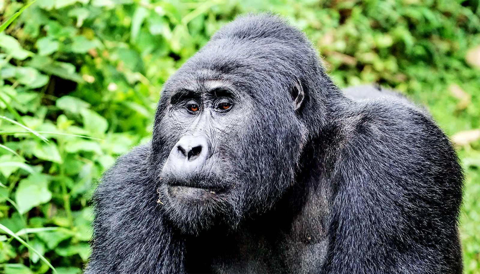 COVID-19-endangered-great-apes_1600.jpg