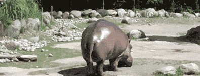 iUF.gif