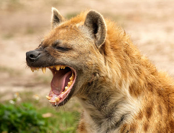 hyena-strong-jaws.jpg