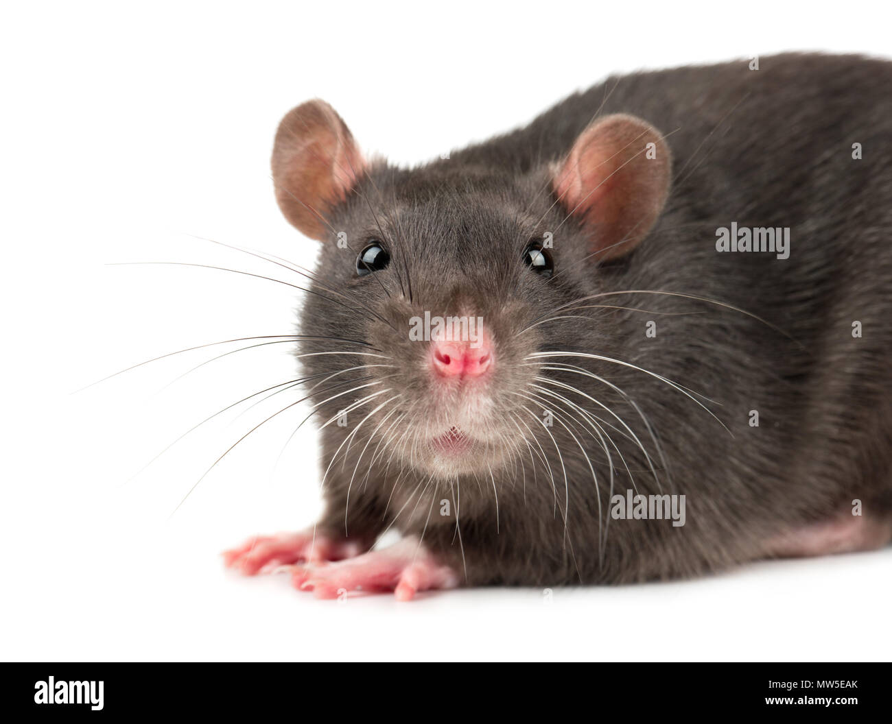 gray-rat-head-close-up-on-white-background-MW5EAK.jpg