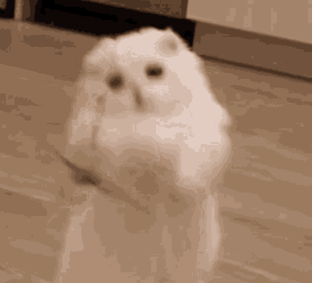 white-cat-playing-white-cat-feather-toy.gif