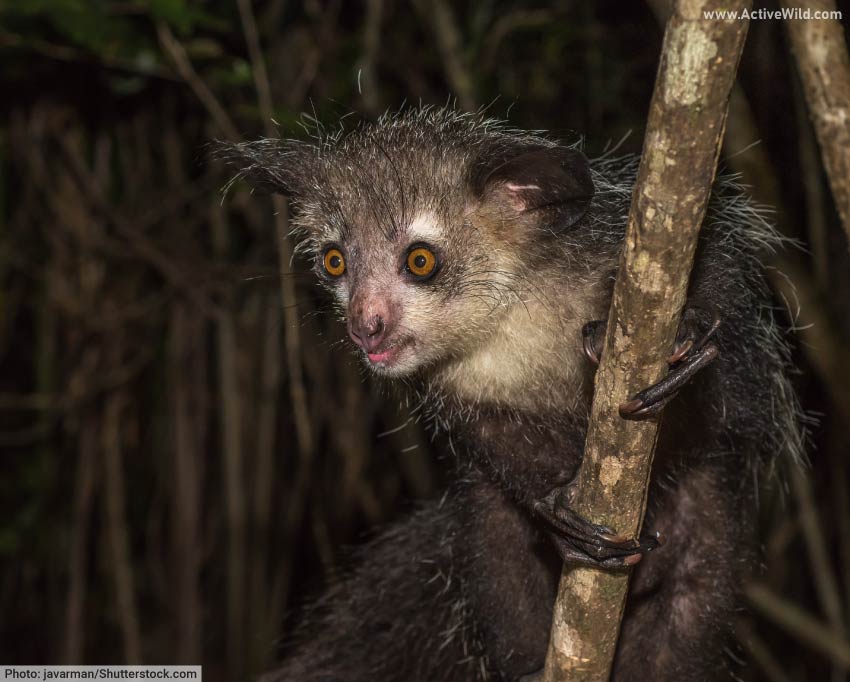 Aye-aye.jpg
