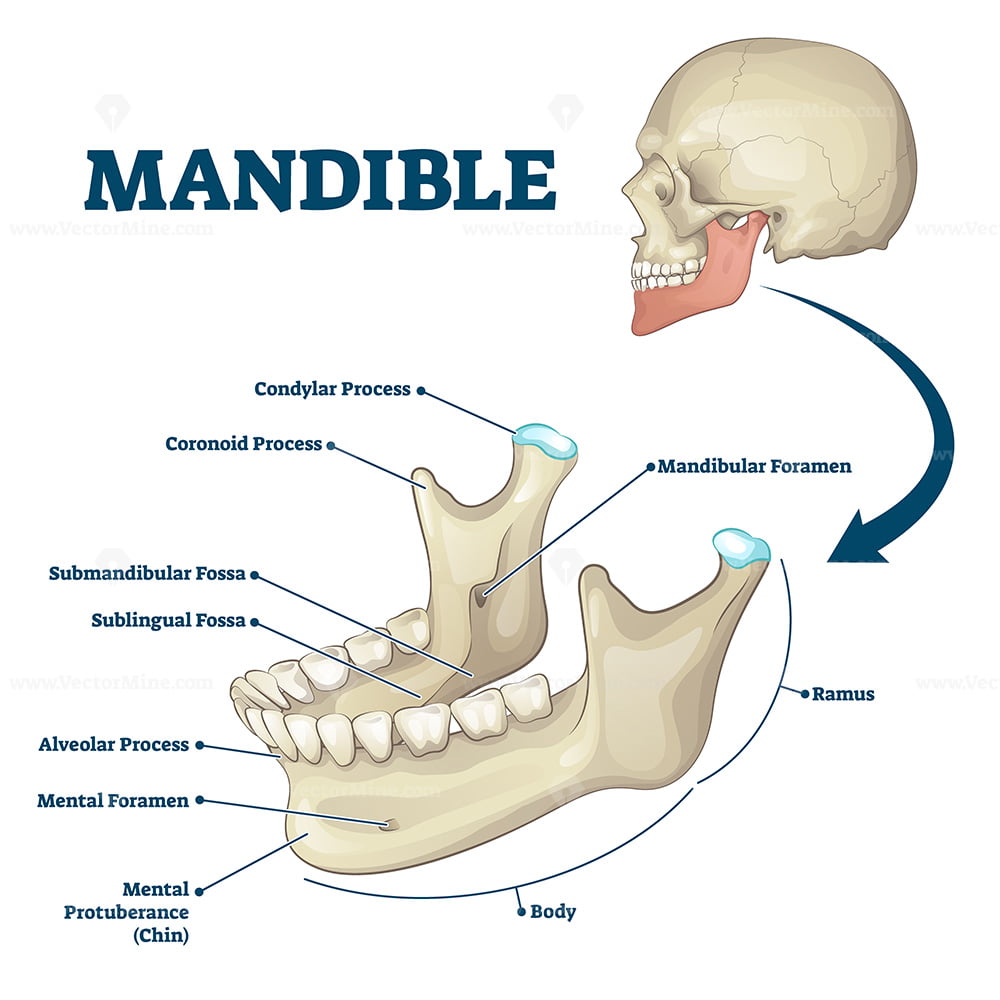 Mandible.jpg