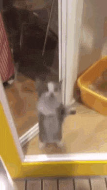 Jumping Cat GIFs | Tenor
