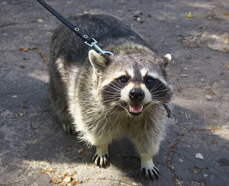 raccoon-walking-on-the-streets-of-the-city-on-a-leash.jpg