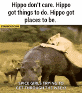 Hippo Lions GIFs | Tenor