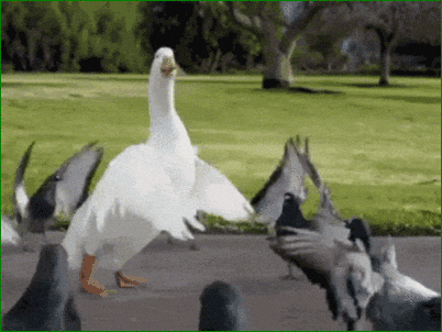 Image result for duck gif