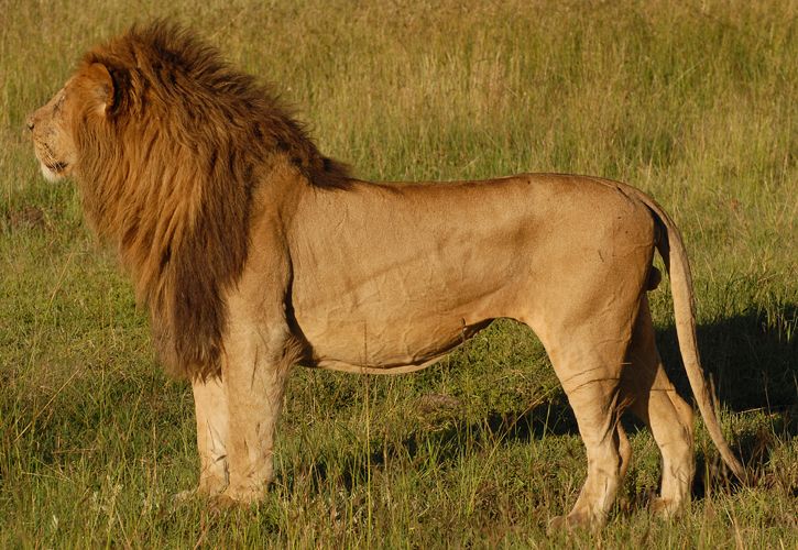 lion body profile photo - Google Search | Lion profile, Lions photos, Noahs  ark animals