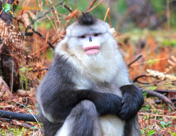 Black-Snub-nosed-Monkey-f.jpg