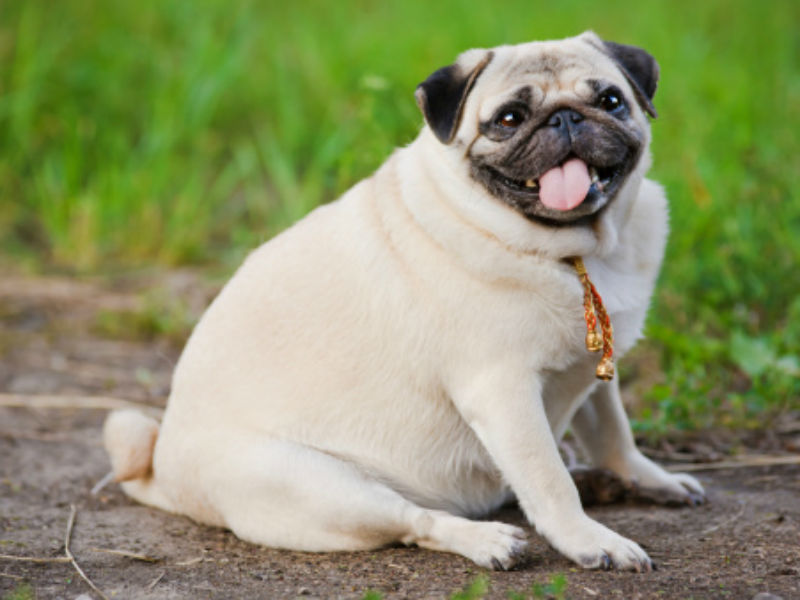 obesity_pug_hero.jpg