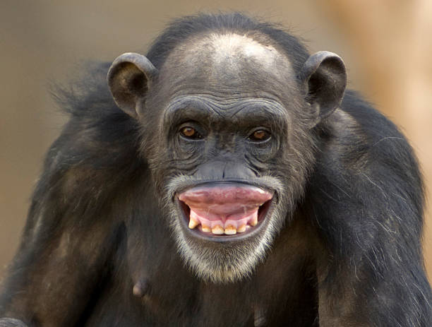 female-chimpanzee-grinning.jpg