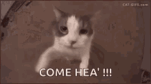 cat-come-here.gif