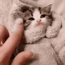 Cute Cat Cute Animals GIF - CuteCat CuteAnimals Kitten GIFs