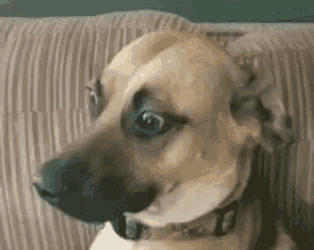 Awkward Stare GIF - Awkward Stare Dog Stare GIFs