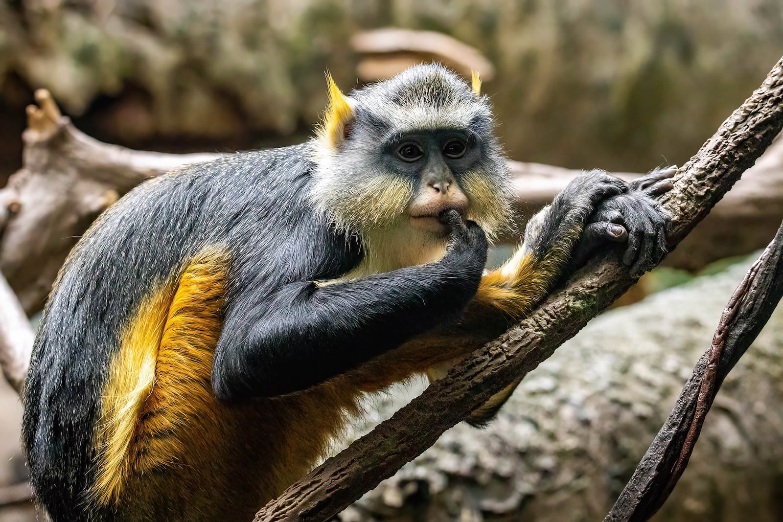 Wolfs-Guenon.jpeg