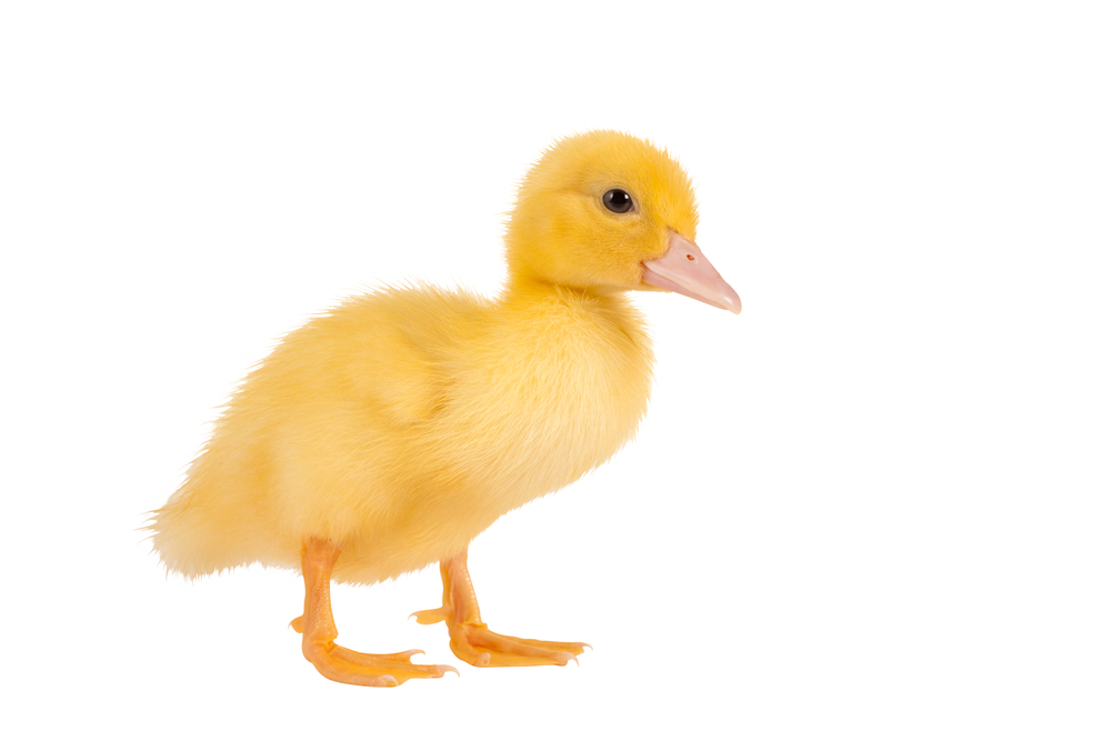 duckling_94339759.jpg