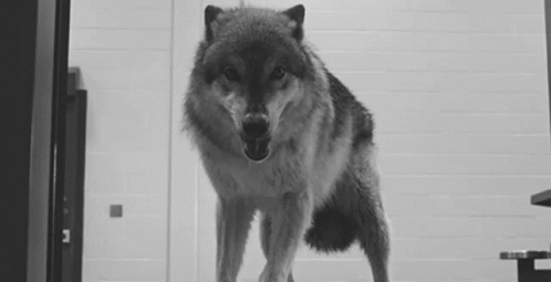 wolf-angry.gif